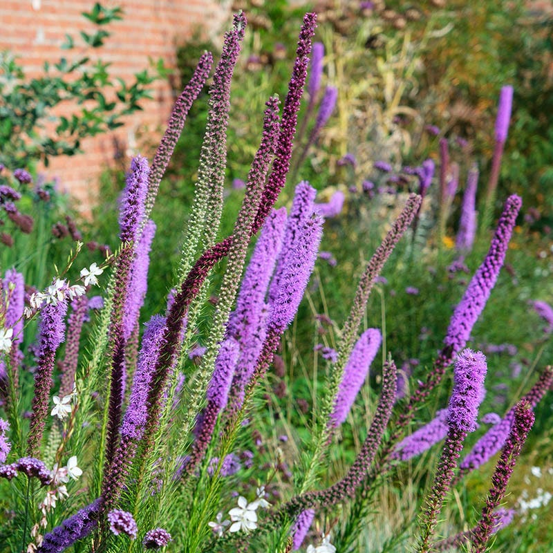 Prairie Blazing Star - Image 4