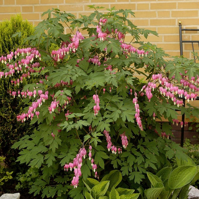 Pink Bleeding Heart - Image 2