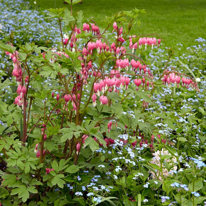 Pink Bleeding Heart - Image 4
