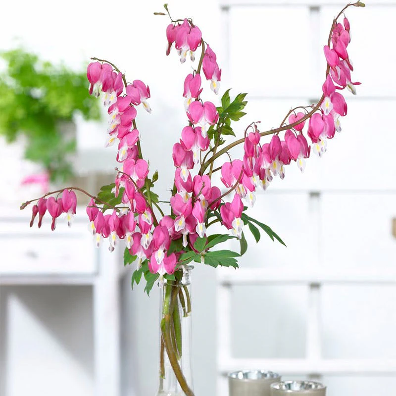 Pink Bleeding Heart - Image 5