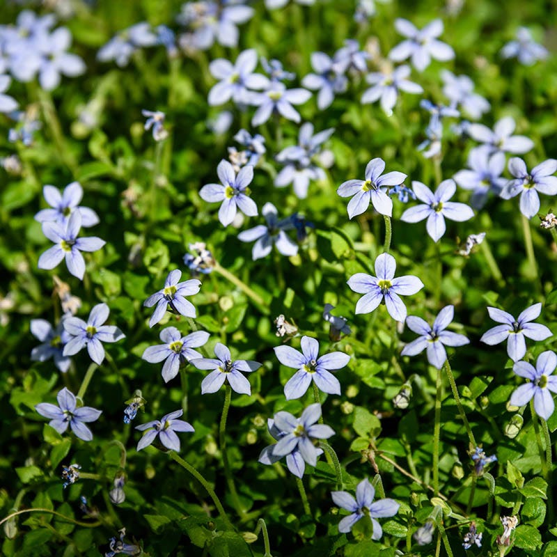 Blue Star Creeper - Image 3