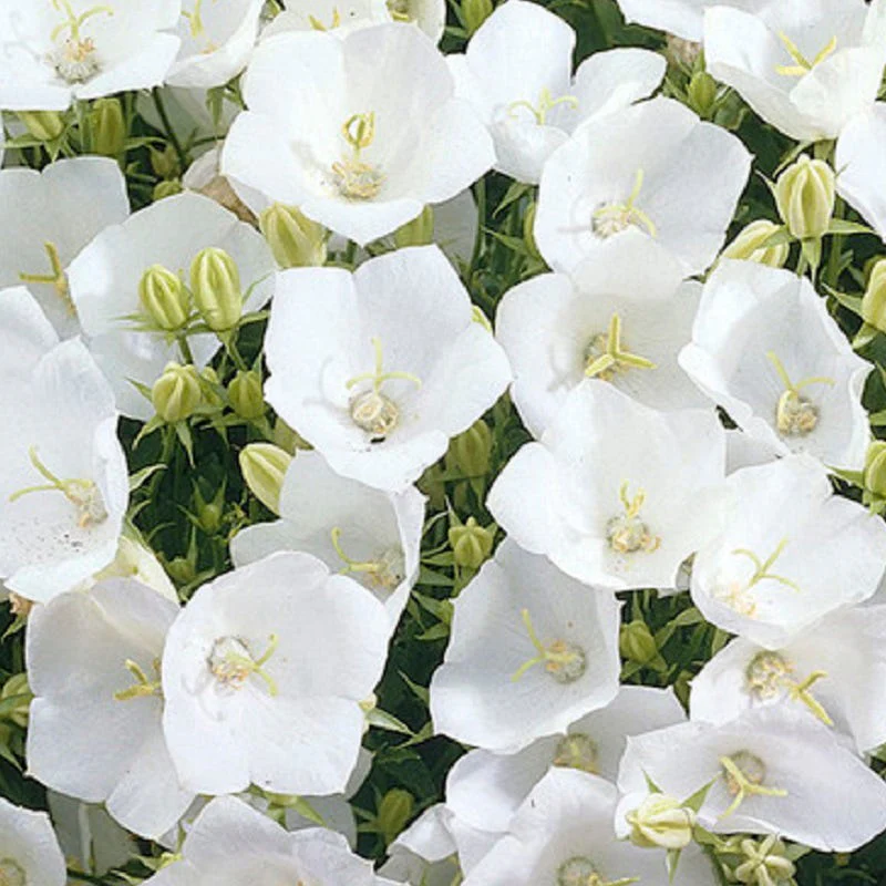 Blushing Cottage Garden Plant Collection - Image 10