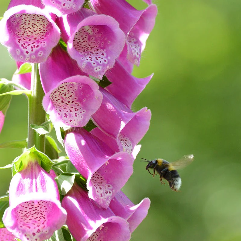 Blushing Cottage Garden Plant Collection - Image 3