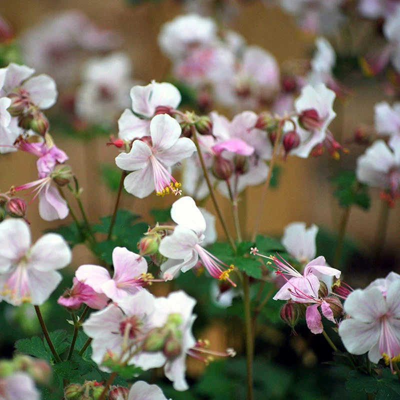 Blushing Cottage Garden Plant Collection - Image 5
