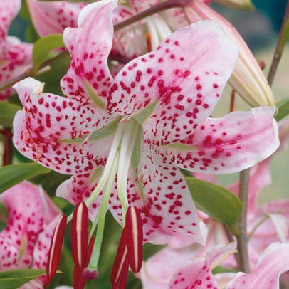 Blushing Cottage Garden Plant Collection - Image 6