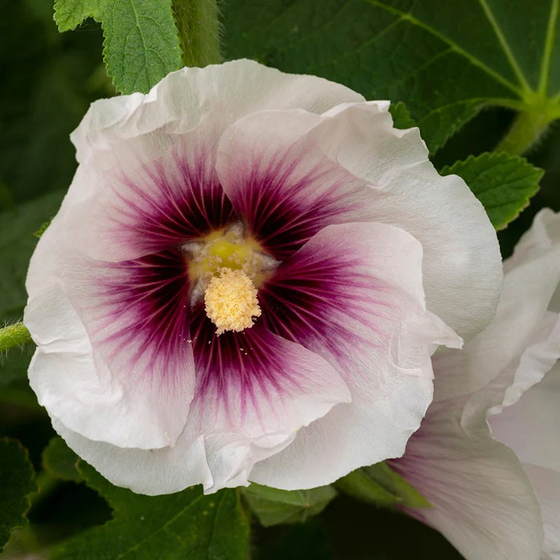 Blushing Cottage Garden Plant Collection - Image 9