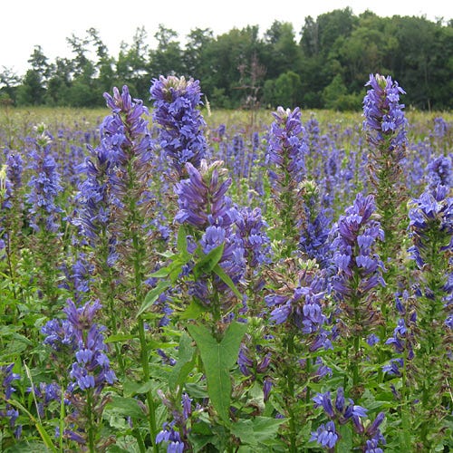 Great Blue Lobelia - Image 2