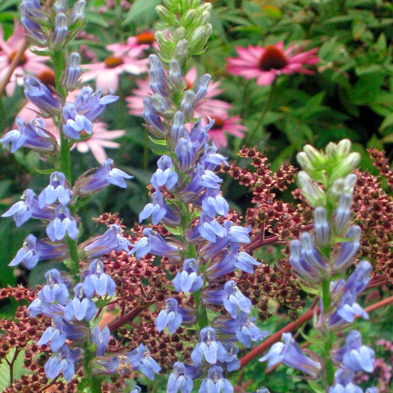 Great Blue Lobelia - Image 3