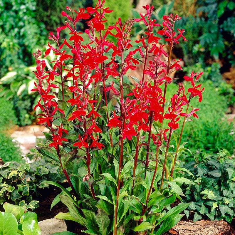 Cardinal Flower - Image 2