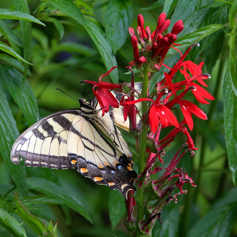 Cardinal Flower - Image 3