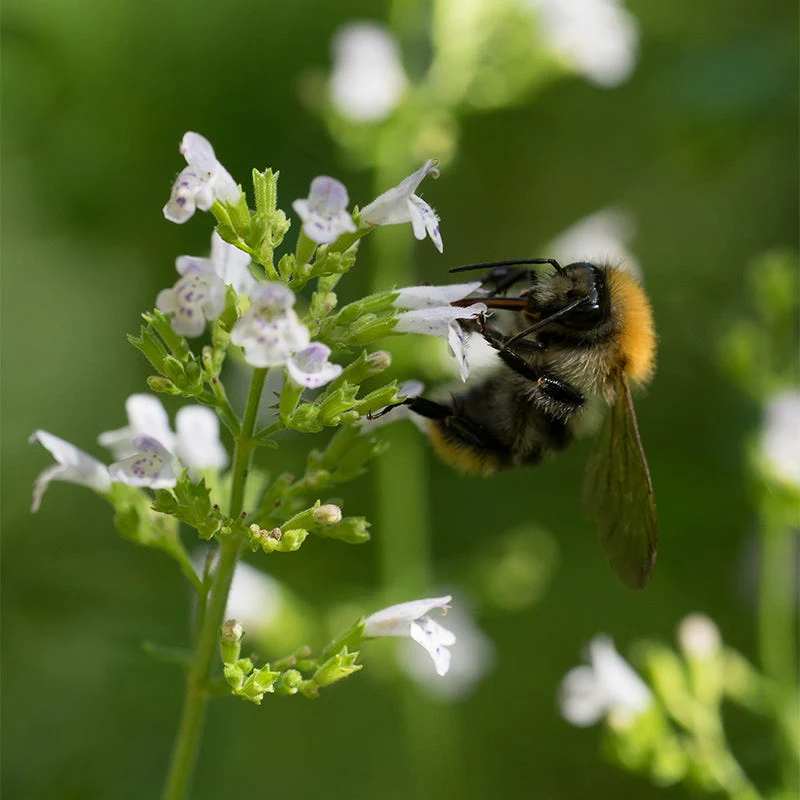 Calamintha - Image 3