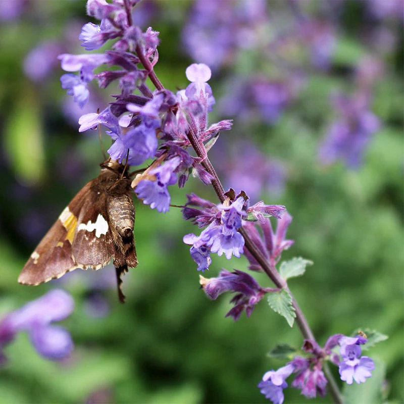 Walker's Low Nepeta - Image 2