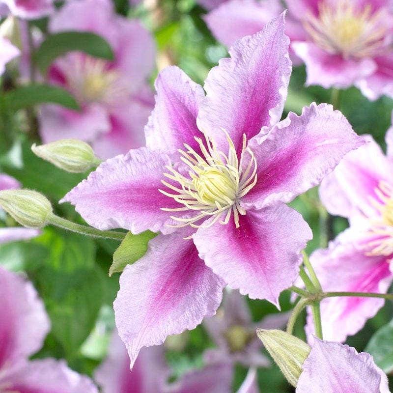 Piilu® Clematis Vine - Image 2
