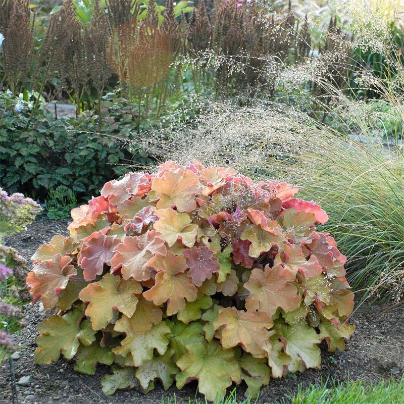 Caramel Coral Bells - Image 2