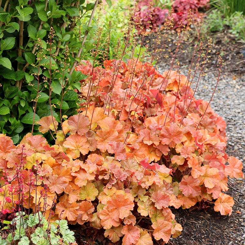 Northern Exposure™ Amber Coral Bells - Image 2
