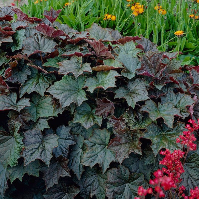 Palace Purple Coral Bells - Image 5