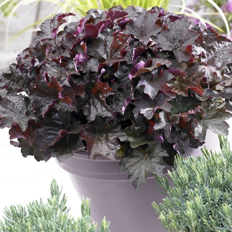 Palace Purple Coral Bells - Image 6