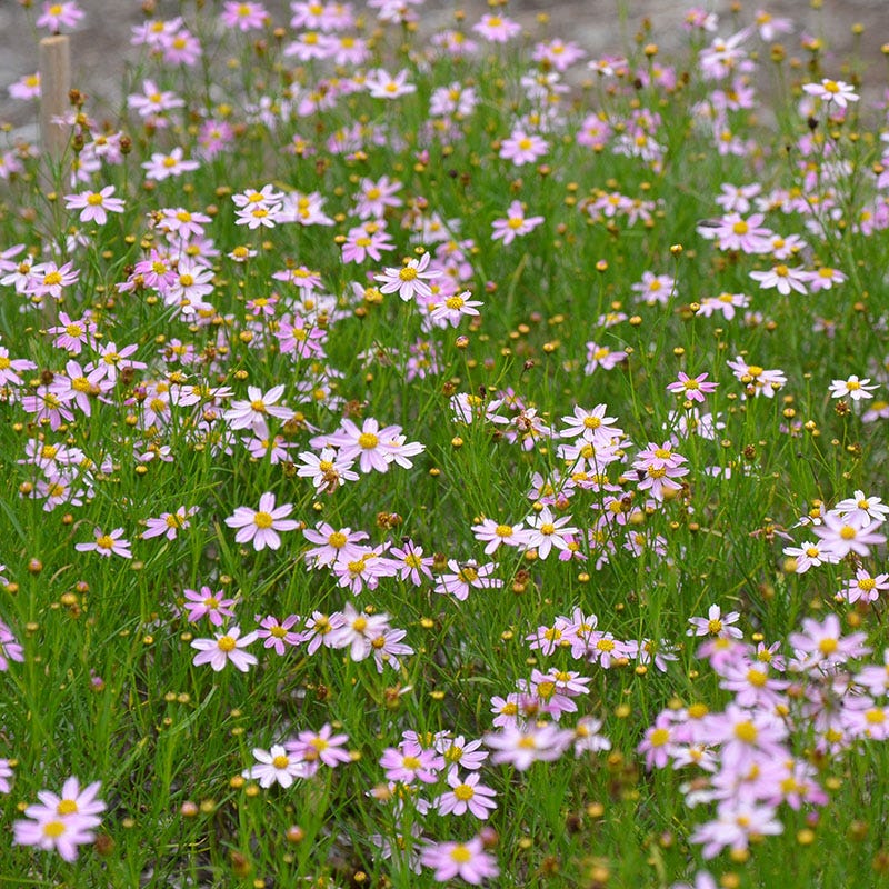American Dream Coreopsis - Image 2