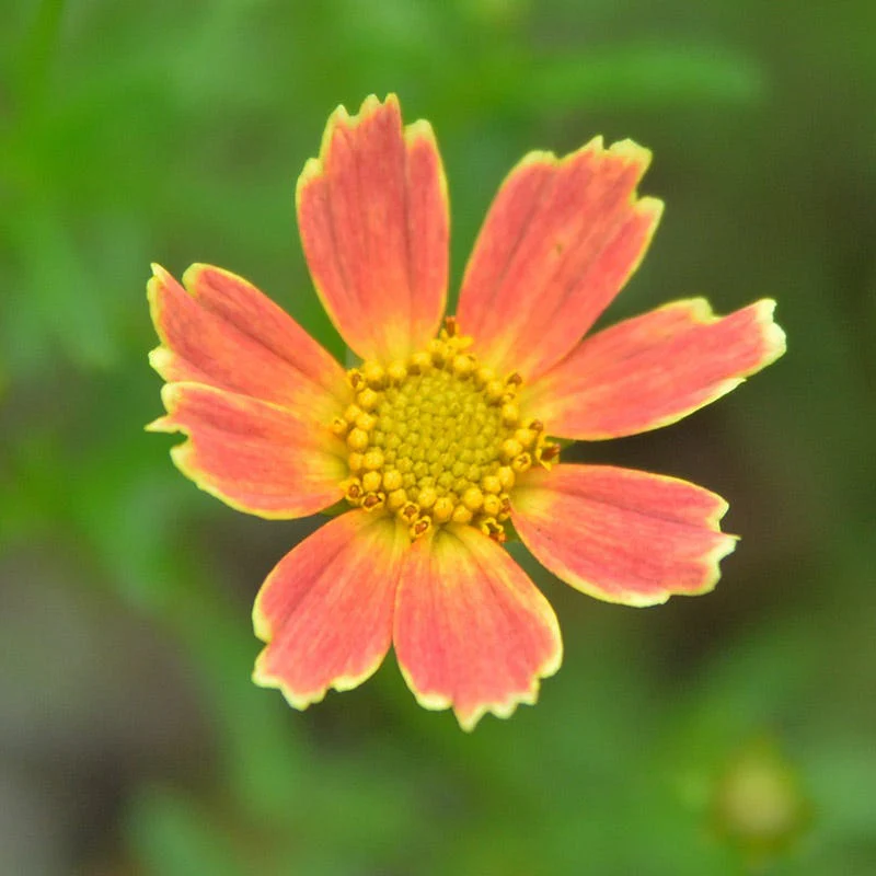 Creme Caramel Coreopsis - Image 2