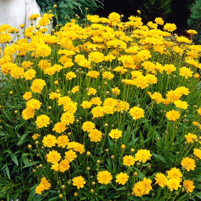Early Sunrise Coreopsis - Image 3