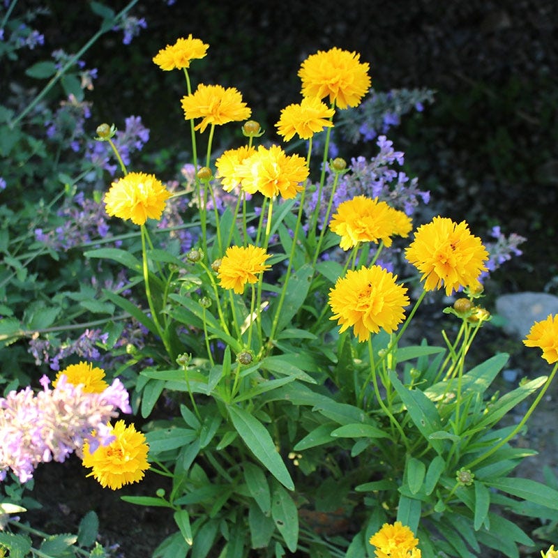 Early Sunrise Coreopsis - Image 4