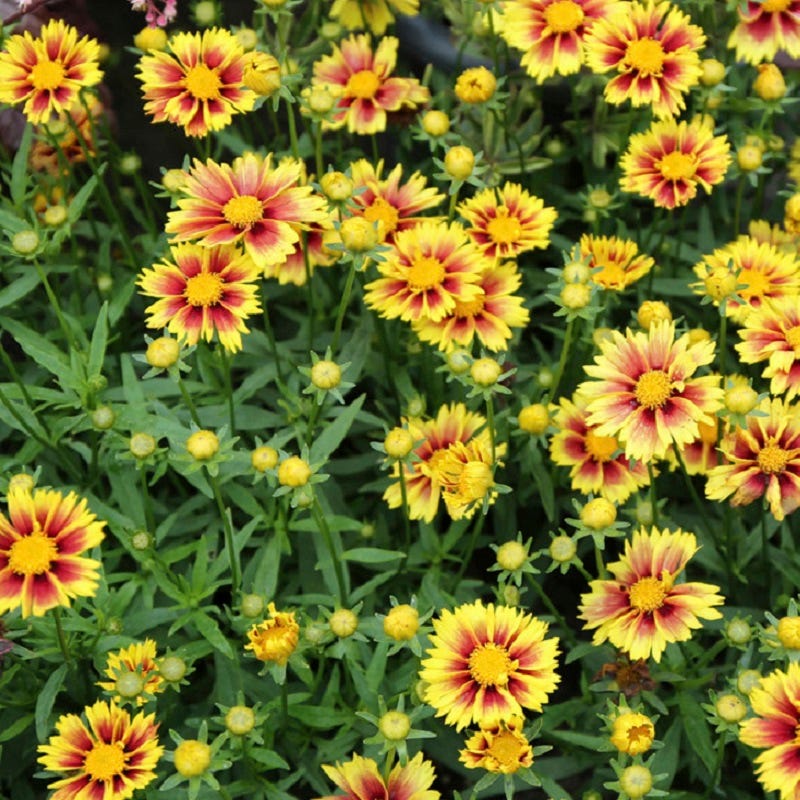 Li'l Bang™ Enchanted Eve Coreopsis - Image 3