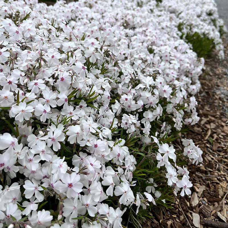 Amazing Grace Creeping Phlox - Image 2