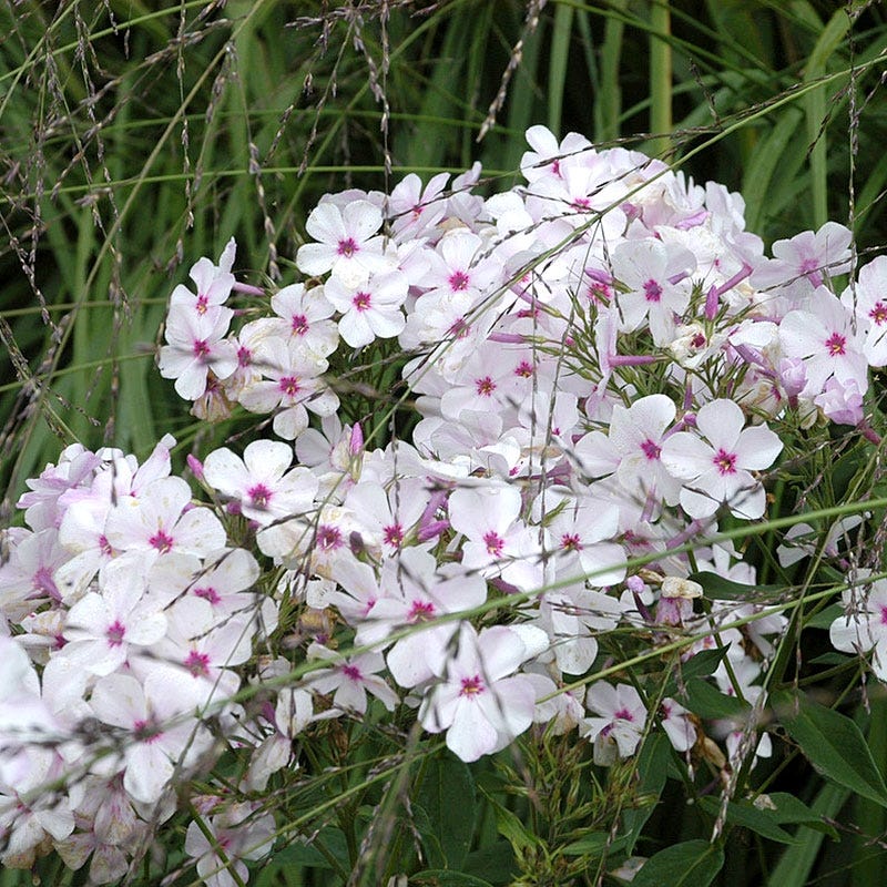 Amazing Grace Creeping Phlox - Image 4