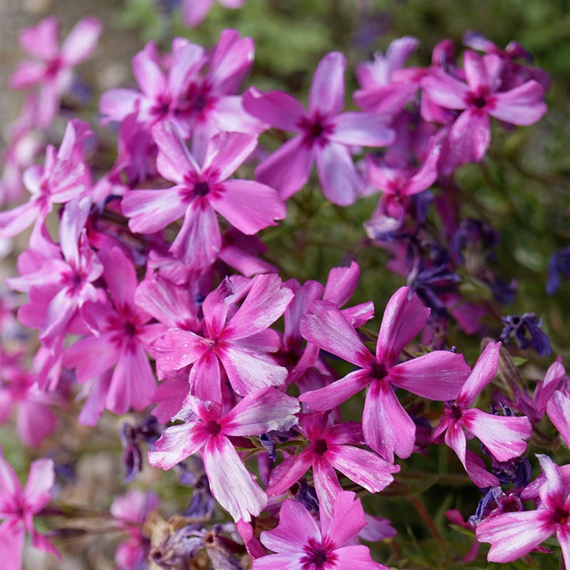 Bright Creeping Phlox Collection - Image 4