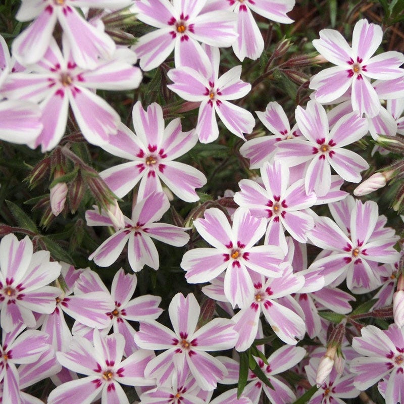 Candy Stripe Creeping Phlox - Image 3