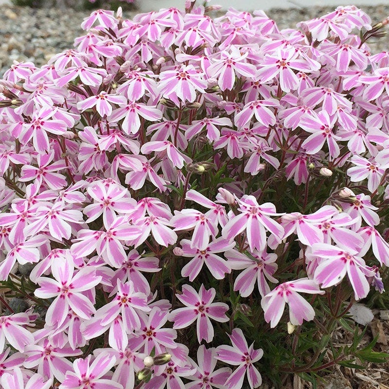 Carefree Creeping Phlox Collection - Image 3