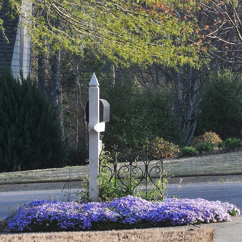 Emerald Blue Creeping Phlox - Image 3