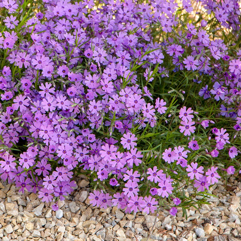 Purple Beauty Creeping Phlox - Image 3