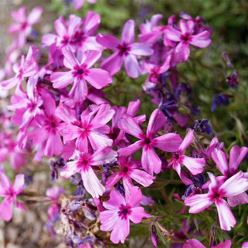 Red Wings Creeping Phlox - Image 2