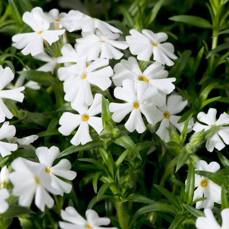 Snowflake Creeping Phlox - Image 2