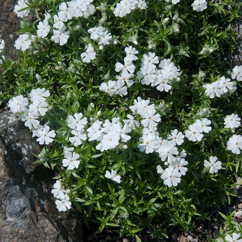 Snowflake Creeping Phlox - Image 3