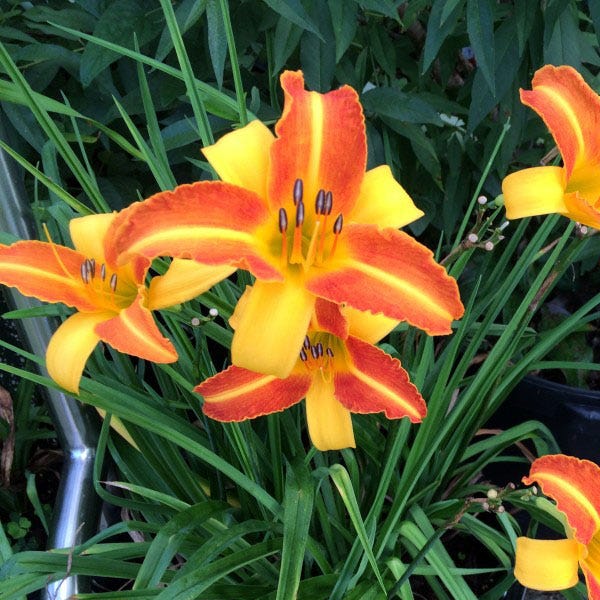 Low Maintenance Daylily Collection - Image 3