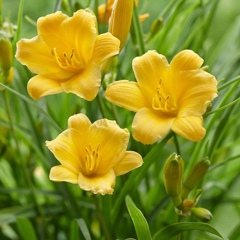 Low Maintenance Daylily Collection - Image 4