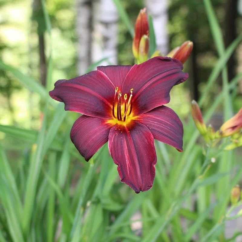 Low Maintenance Daylily Collection - Image 5