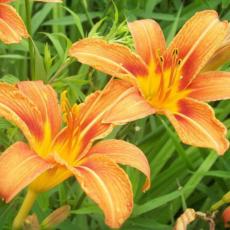 Original Orange Daylily - Image 2