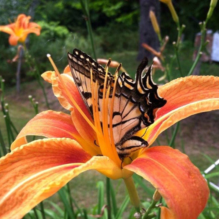 Original Orange Daylily - Image 3