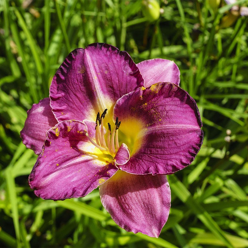 Purple D'Oro Reblooming Daylily - Image 4