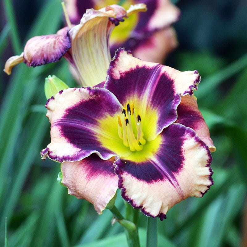 Reblooming Daylily Collection - Image 3