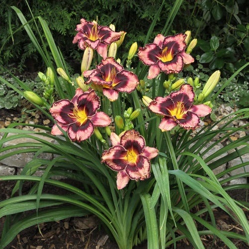 Simmons Overture Reblooming Daylily - Image 2