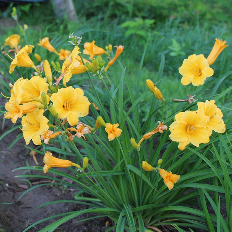 Stella D'Oro Reblooming Daylily - Image 4