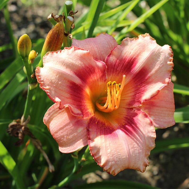 Strawberry Candy Reblooming Daylily - Image 2