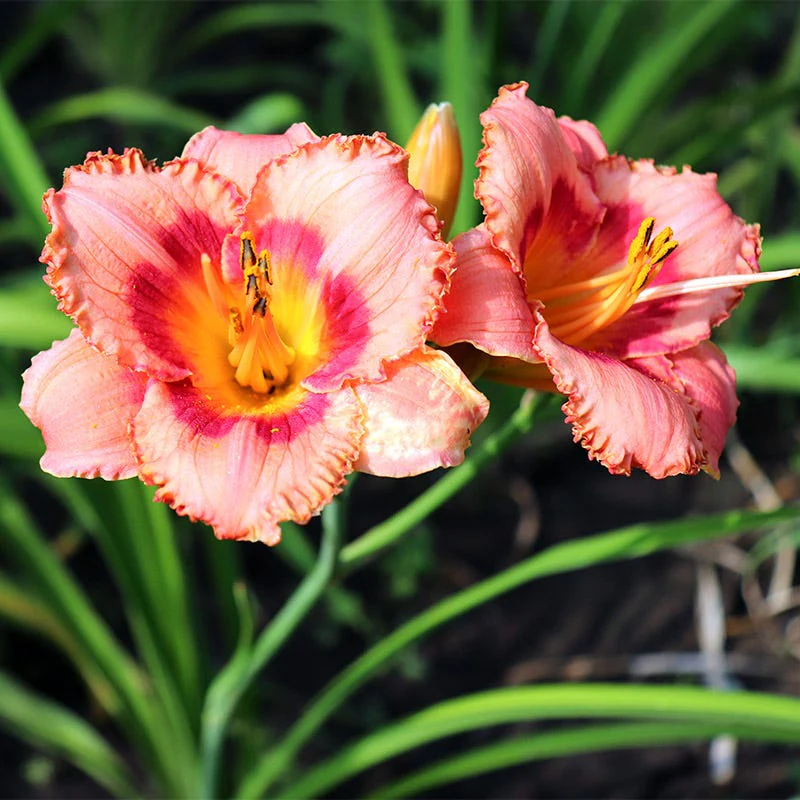 Reblooming Daylily Collection - Image 4