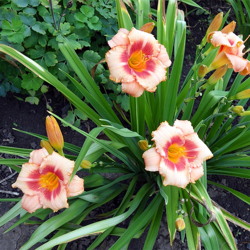 Strawberry Candy Reblooming Daylily - Image 6