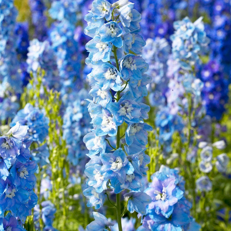 Guardian Lavender Delphinium - Image 2
