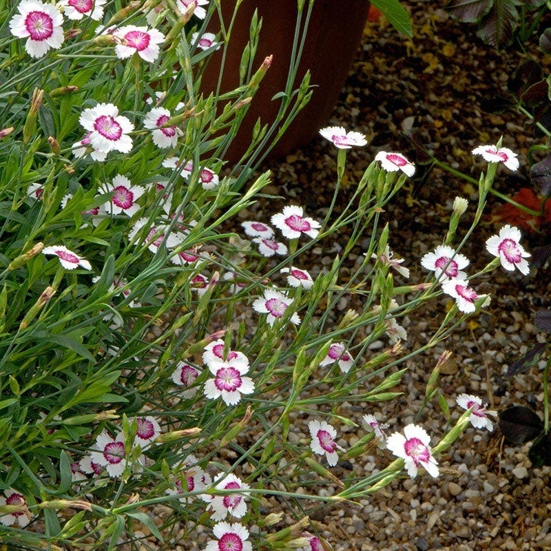 Arctic Fire Dianthus - Image 2